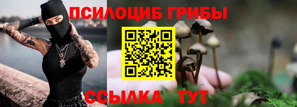 Псилоцибиновые грибы Psilocybe Красноармейск